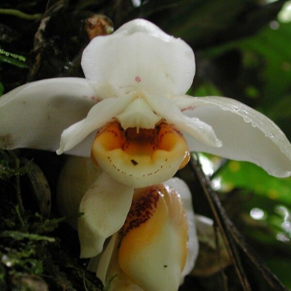 Stanhopea ecornuta Flor