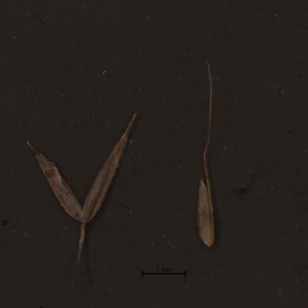 Agrostis pilosula Sonstige