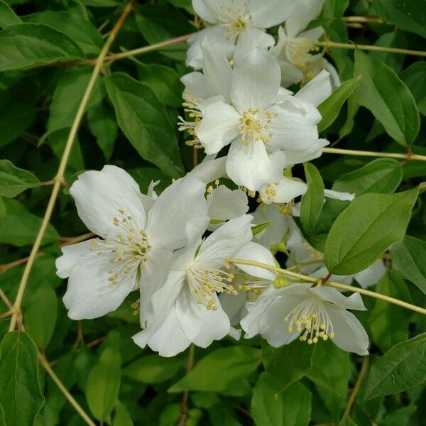 Philadelphus lewisii Flors