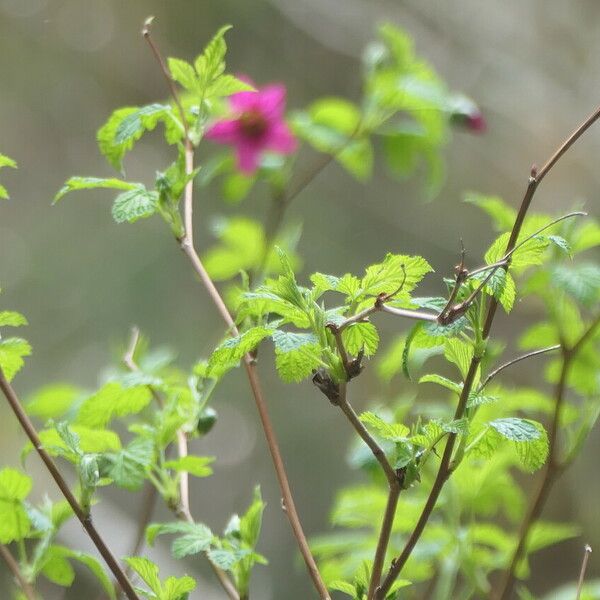 Rubus spectabilis 葉