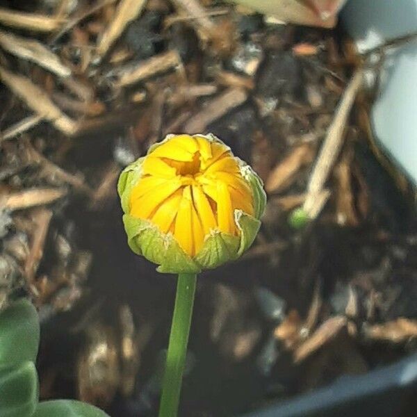 Euryops chrysanthemoides Fiore