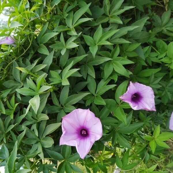 Ipomoea cairica Žiedas