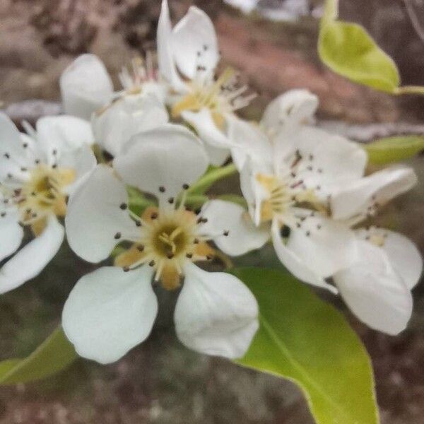 Pyrus communis Çiçek