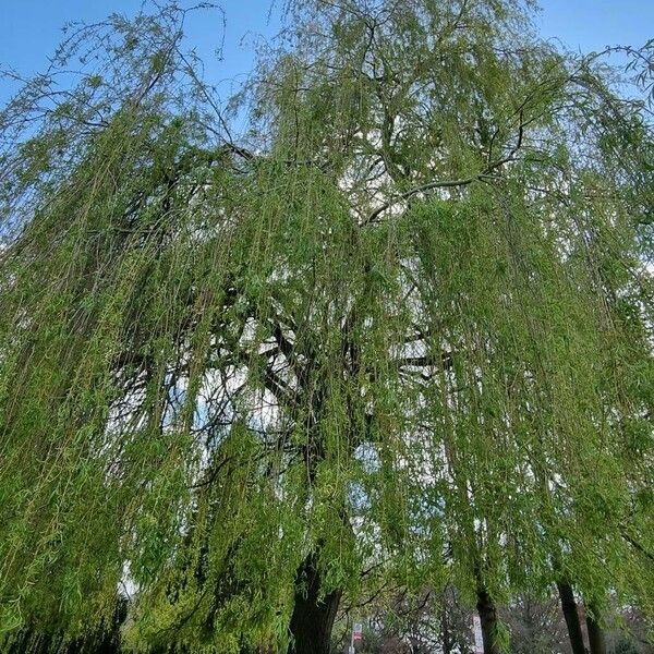 Salix triandra Pokrój