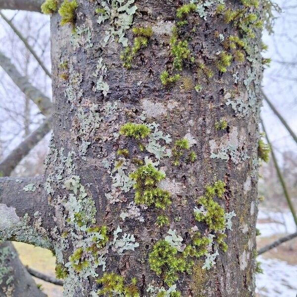 Salix discolor Φλοιός