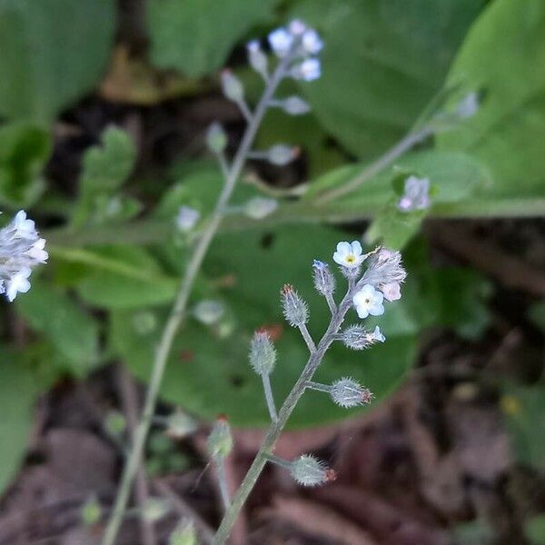 Myosotis arvensis ফুল