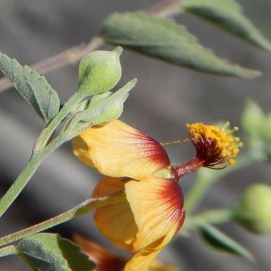 Abutilon incanum Blüte