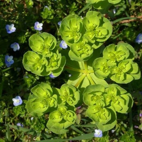 Euphorbia helioscopia Λουλούδι
