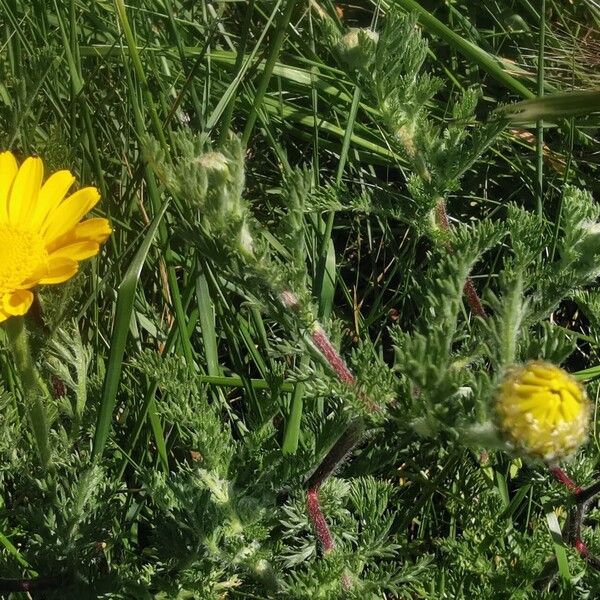 Anacyclus radiatus Flower