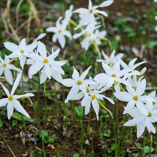 Narcissus serotinus Flor