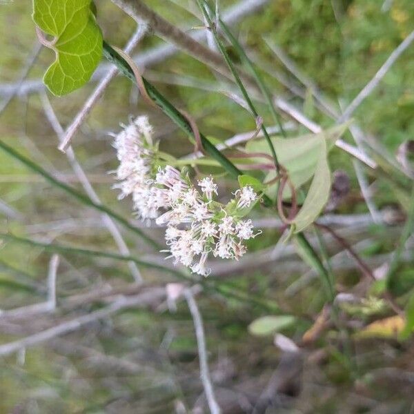 Mikania scandens 花