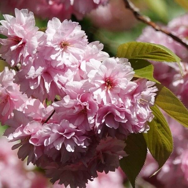 Prunus serrulata Blüte