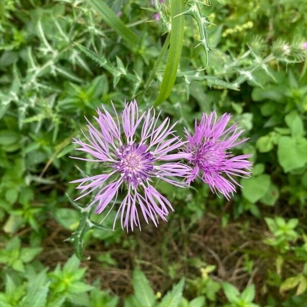 Galactites tomentosus Õis