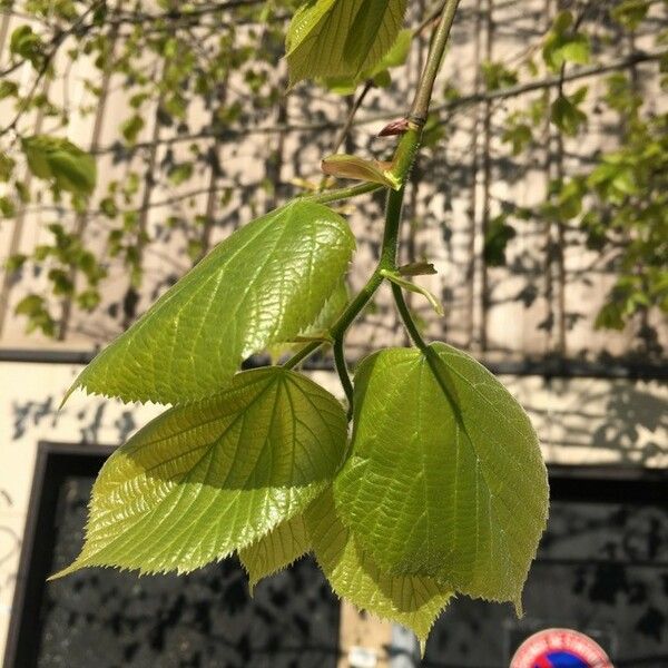 Tilia platyphyllos Frunză