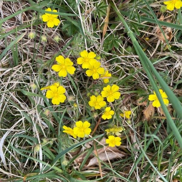 Potentilla pedata Floare