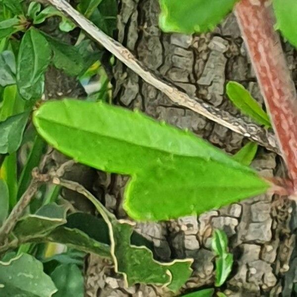 Rhamnus staddo Blatt