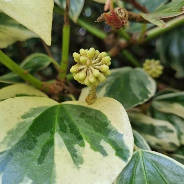 Hedera algeriensis Flower