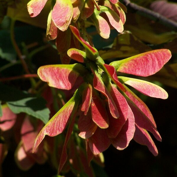 Acer rubrum Плід