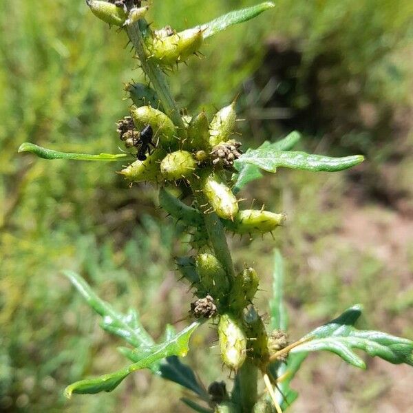 Xanthium spinosum ᱡᱚ