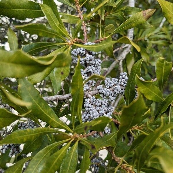 Myrica caroliniensis Fruit