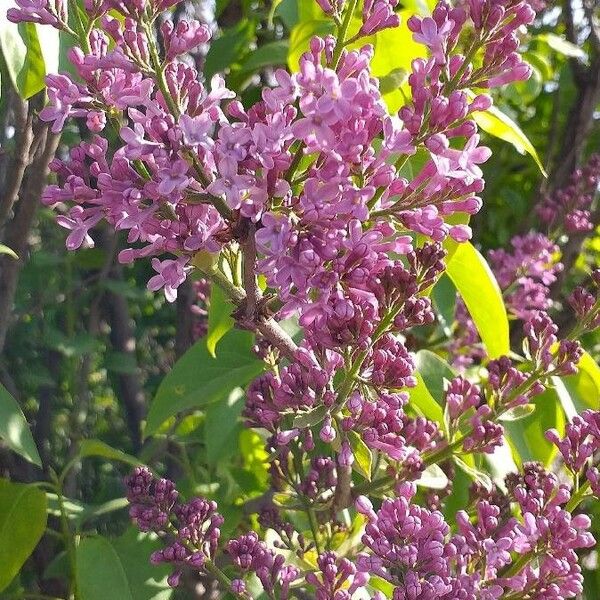 Syringa vulgaris Квітка