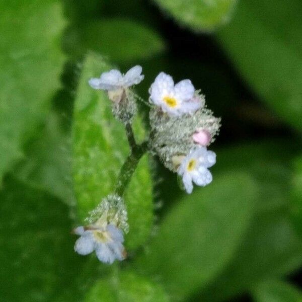 Myosotis arvensis फूल