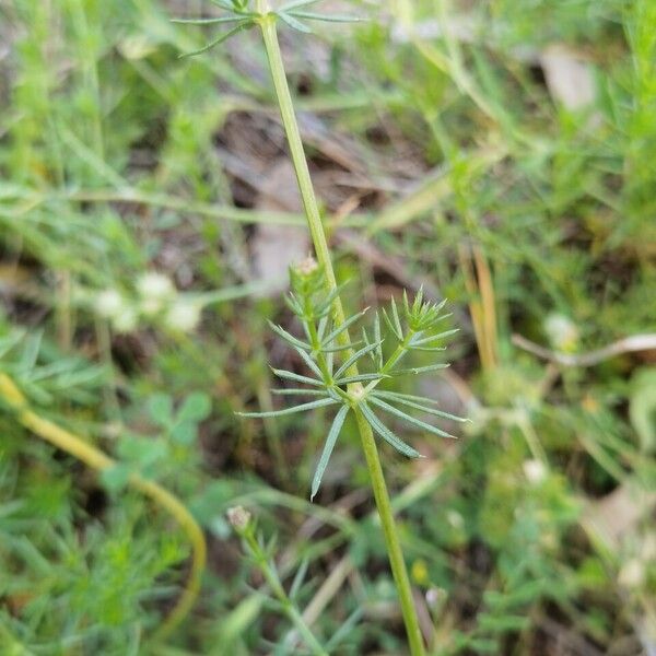 Galium × pomeranicum ഇല