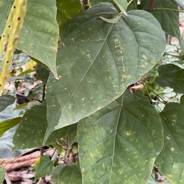 Pterygota alata Fuelha