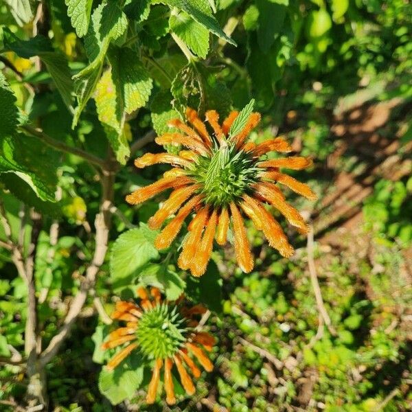 Leonotis nepetifolia 花