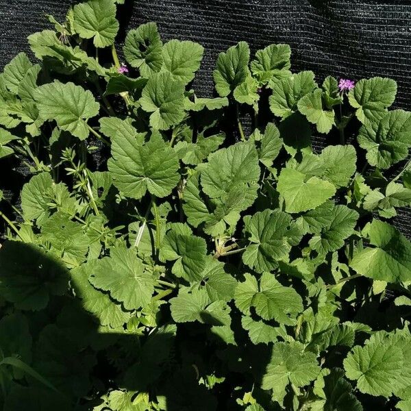 Erodium malacoides Hàbitat