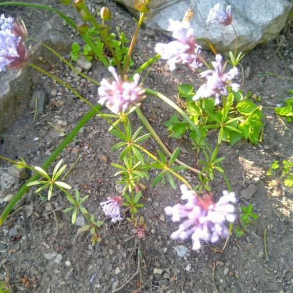 Asperula arvensis Květ