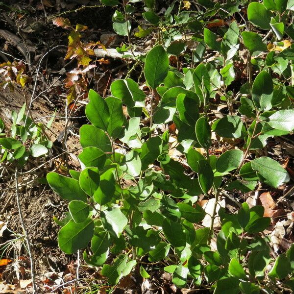 Garrya ovata Habit