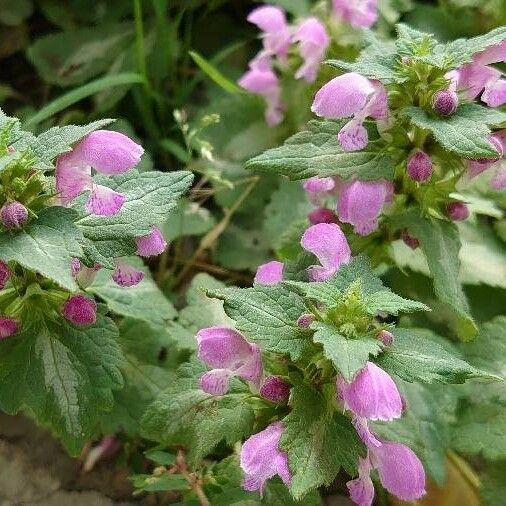 Lamium maculatum Blodyn