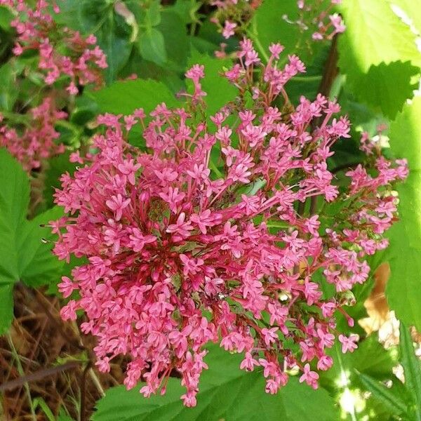 Centranthus lecoqii Cvet