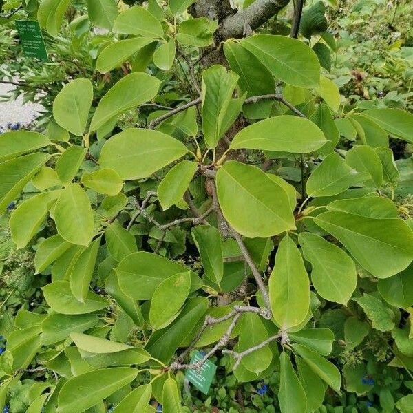 Magnolia sprengeri Hostoa