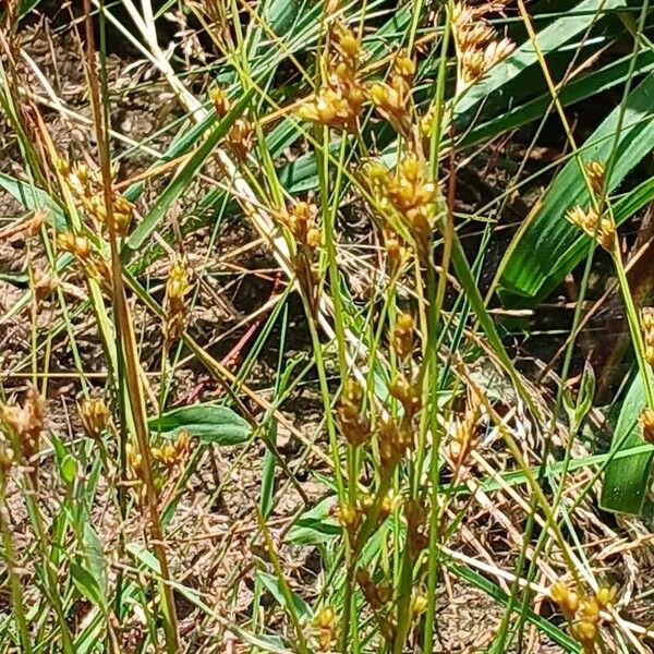 Juncus tenuis Habitus