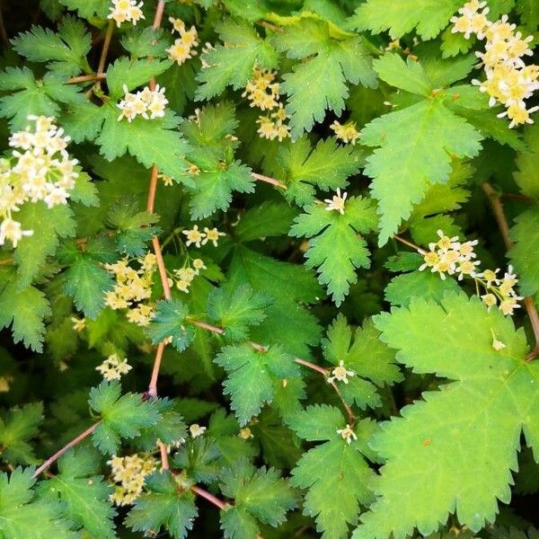 Stephanandra incisa Blad