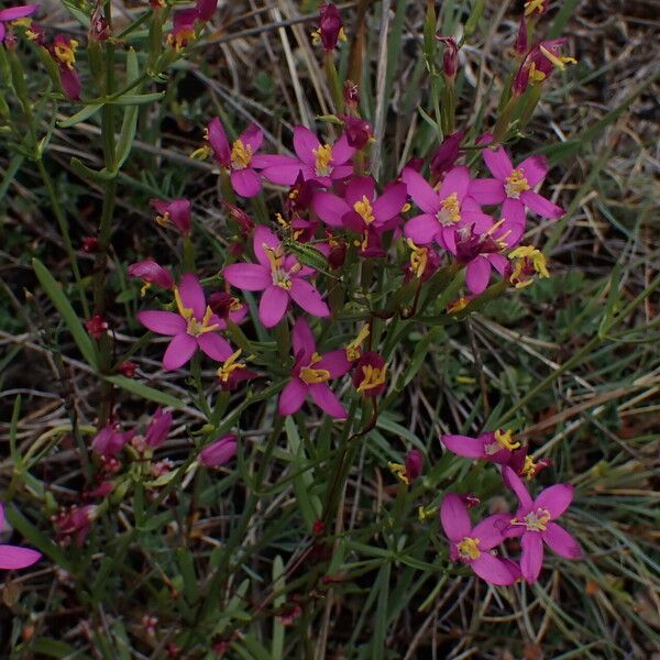 Centaurium littorale Bloem