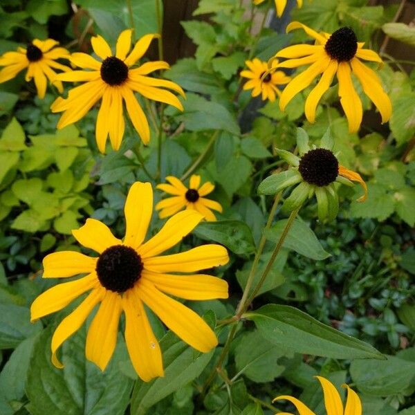 Rudbeckia fulgida 花