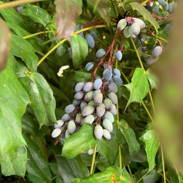 Berberis bealei Плод