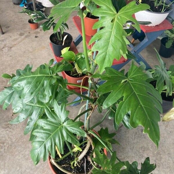 Philodendron lacerum Blad