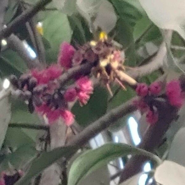 Syzygium malaccense Квітка