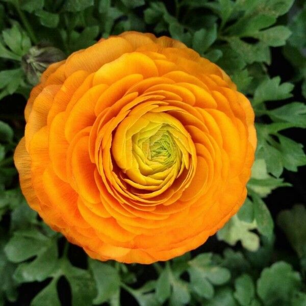 Ranunculus asiaticus Flower