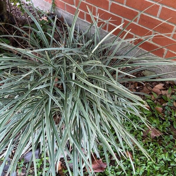 Phalaris arundinacea Foglia