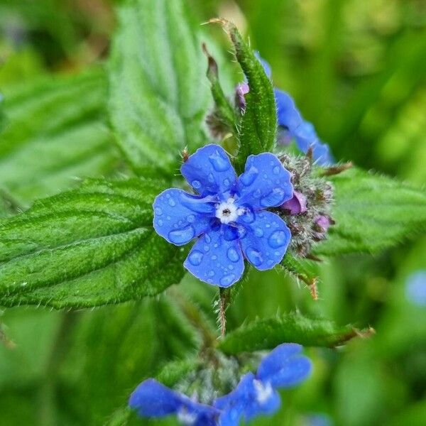 Pentaglottis sempervirens Кветка