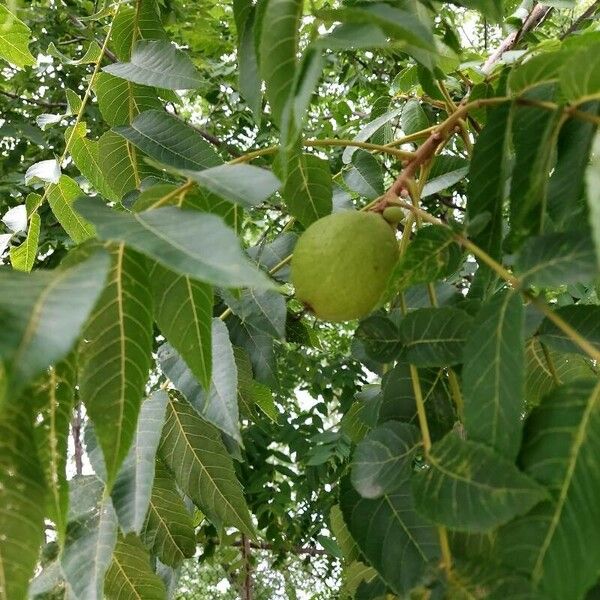 Juglans nigra Frukt