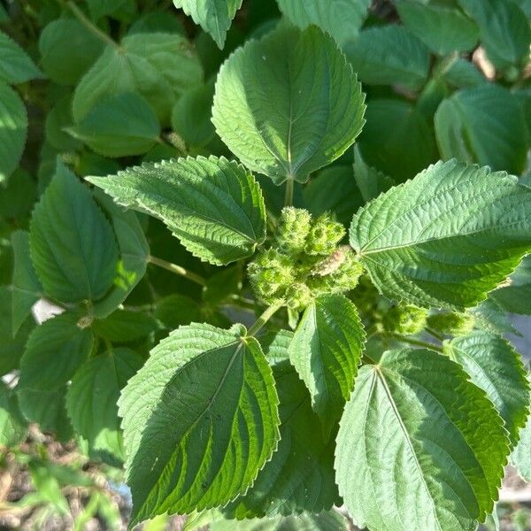 Acalypha alopecuroidea Ліст