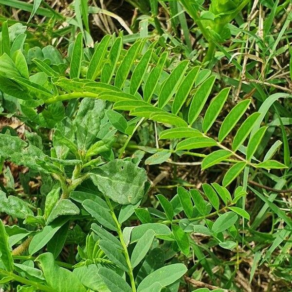 Astragalus atropilosulus Листок