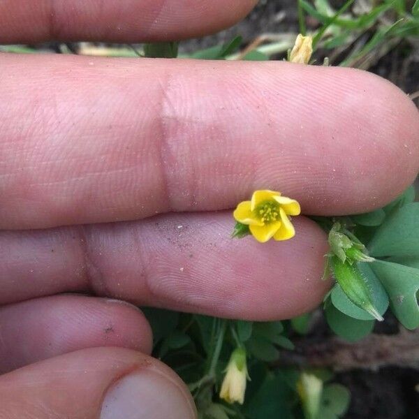 Oxalis dillenii Çiçek