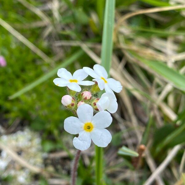 Androsace chamaejasme Blüte